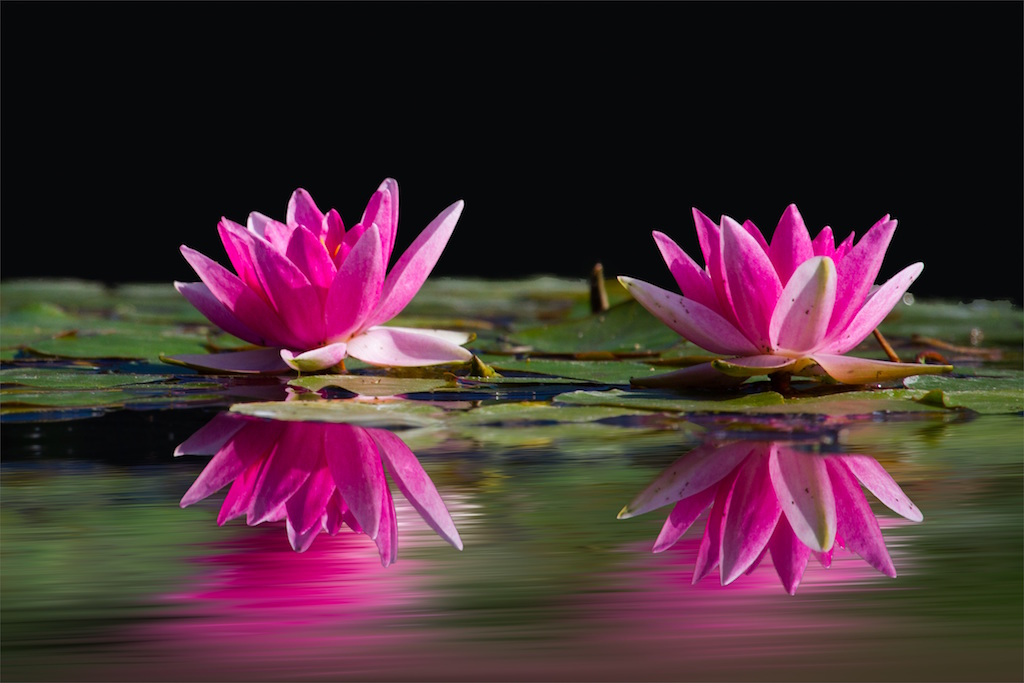 water-lilies-pink-water-lake-46231